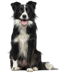 Buy Jones Natural Chews in Ankeny, IA from Brown Dog Bakery Jones Natural Chews Ankeny Iowa